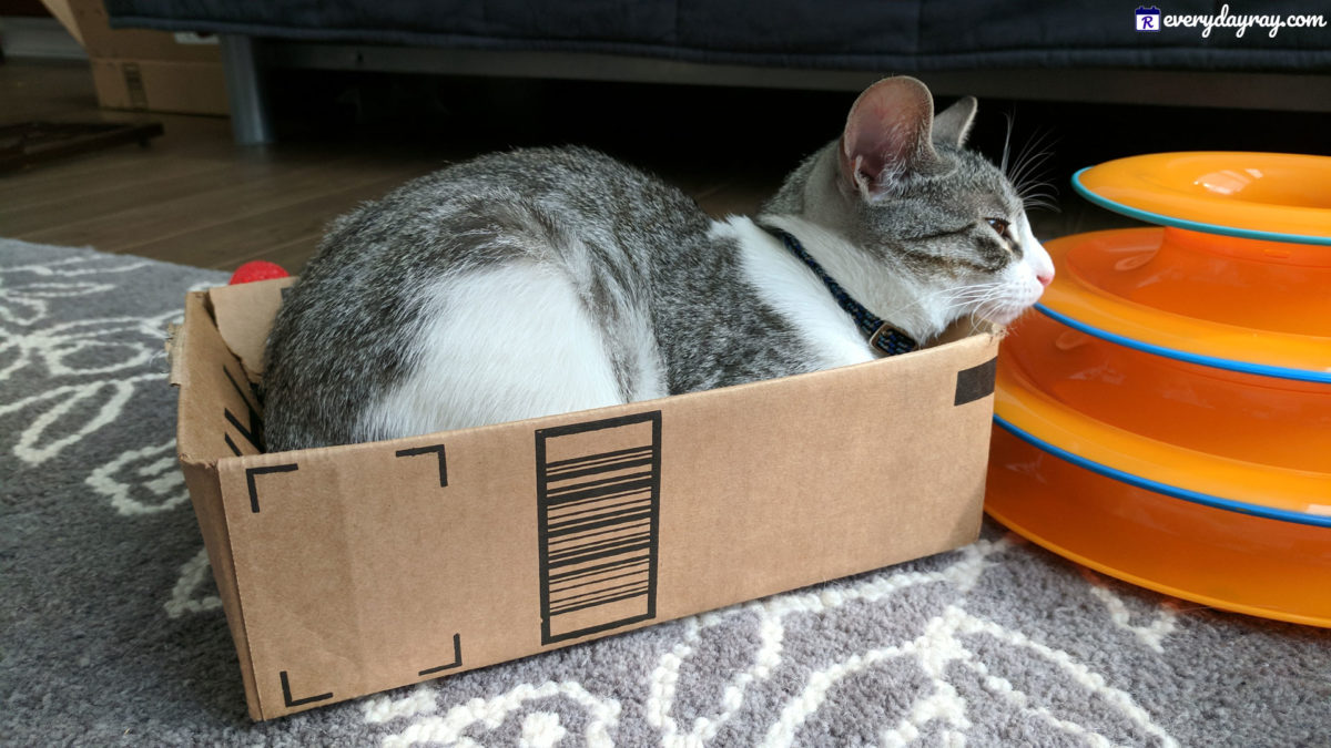 Top 11 musthave best cat products Everyday Ray